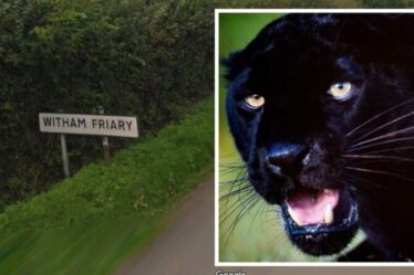 'Panthère' comme 'gros chat' repéré dans le Somerset - La police confirme le rapport d'observation