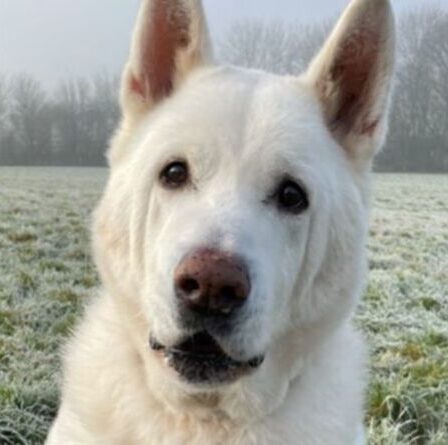 Un chien de sauvetage âgé a du mal à trouver un foyer alors que les adoptants sont rebutés par l'âge et les problèmes de santé