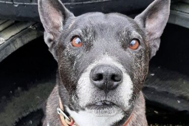Un chien de sauvetage âgé qui se débat dans un chenil cherche désespérément à trouver une maison de retraite aimante
