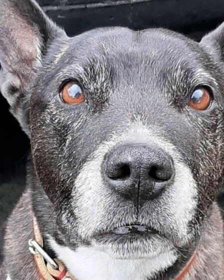 Un chien de sauvetage âgé qui se débat dans un chenil cherche désespérément à trouver une maison de retraite aimante