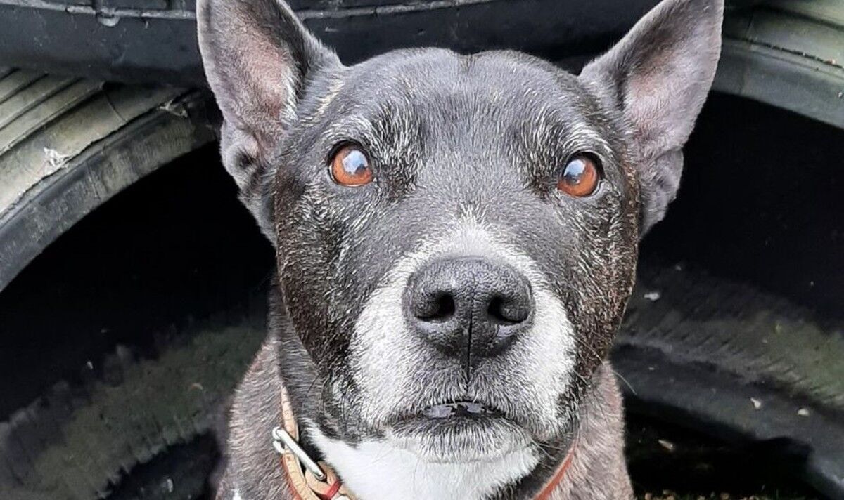 Un chien de sauvetage âgé qui se débat dans un chenil cherche désespérément à trouver une maison de retraite aimante