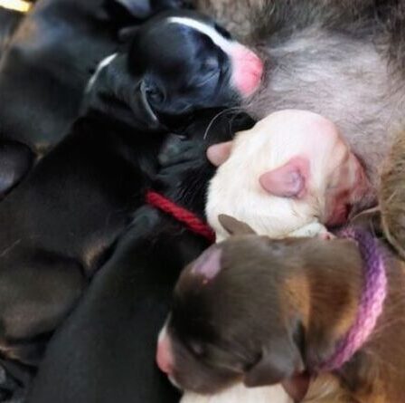 Une chienne de sauvetage surprend les travailleurs de la RSPCA alors qu'elle donne naissance à une énorme portée de 13 chiots