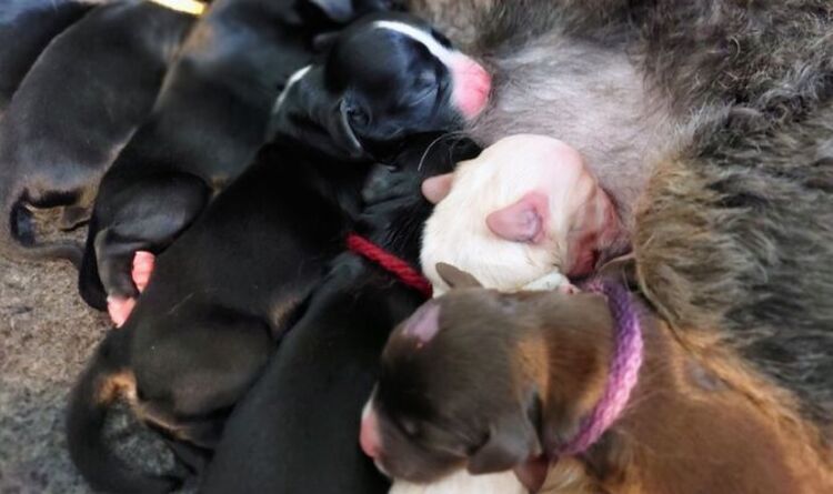 Une chienne de sauvetage surprend les travailleurs de la RSPCA alors qu'elle donne naissance à une énorme portée de 13 chiots
