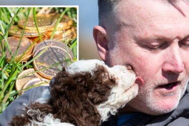 Vaut son pesant d'or !  Un adorable chien renifle des pièces d'une valeur de 6 000 £ lors de sa première promenade