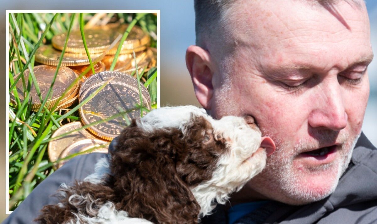 Vaut son pesant d'or !  Un adorable chien renifle des pièces d'une valeur de 6 000 £ lors de sa première promenade