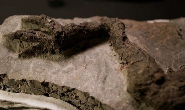 Histoire ancienne : La jambe fossilisée en question