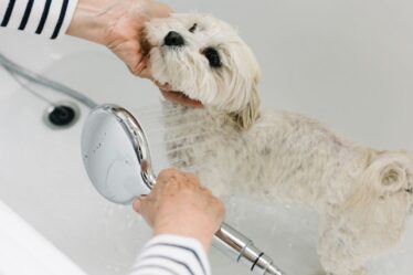 Avertissement de chien: les propriétaires ont dit de ne pas recréer l'engouement «dangereux» de TikTok lors du lavage des animaux de compagnie