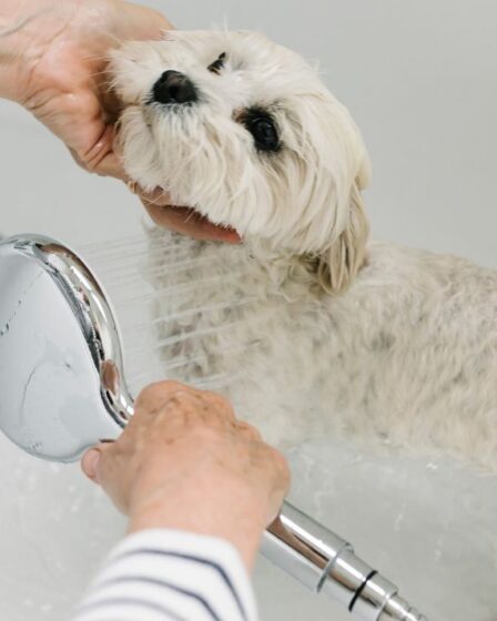 Avertissement de chien: les propriétaires ont dit de ne pas recréer l'engouement «dangereux» de TikTok lors du lavage des animaux de compagnie