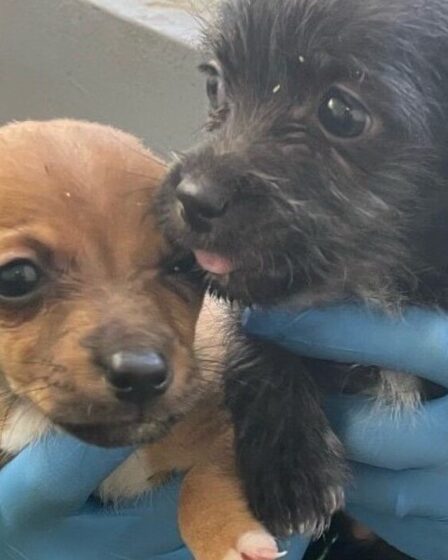 Cinq chiots gémissants retrouvés jetés dans une boîte dans un parc par un membre du public choqué