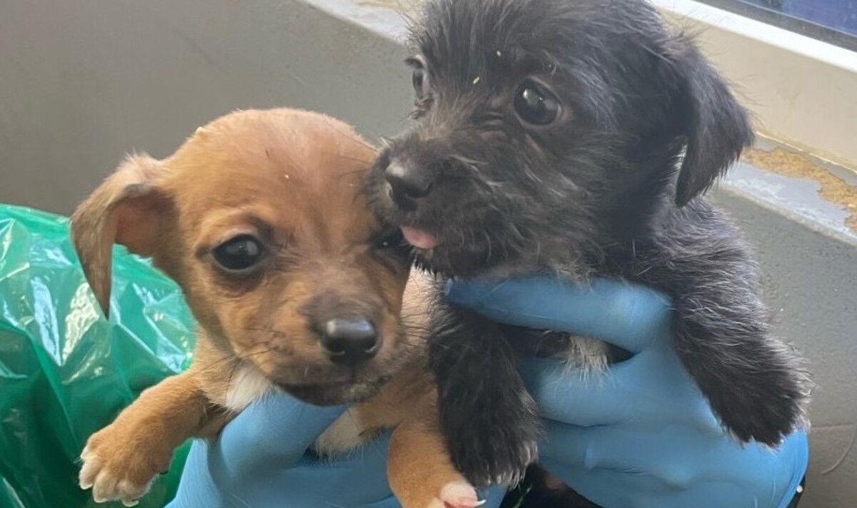 Cinq chiots gémissants retrouvés jetés dans une boîte dans un parc par un membre du public choqué