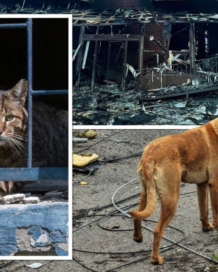 "Des chats sont morts d'une crise cardiaque" Horreur alors que des centaines d'animaux sont tués dans un bombardement d'abris