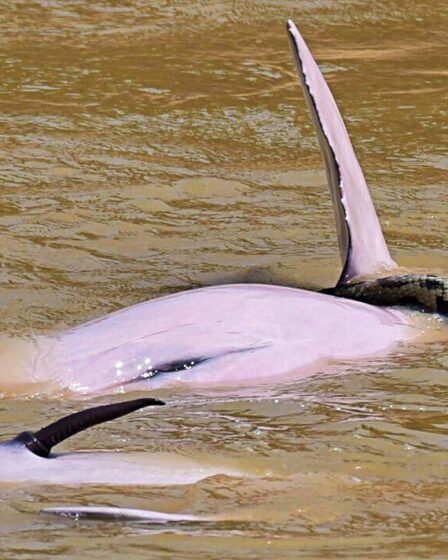 Des dauphins mâles sexuellement excités vus jouer avec un anaconda lors d'une rencontre bizarre