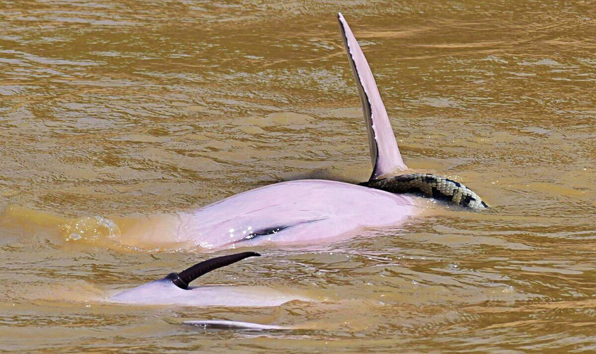 Des dauphins mâles sexuellement excités vus jouer avec un anaconda lors d'une rencontre bizarre