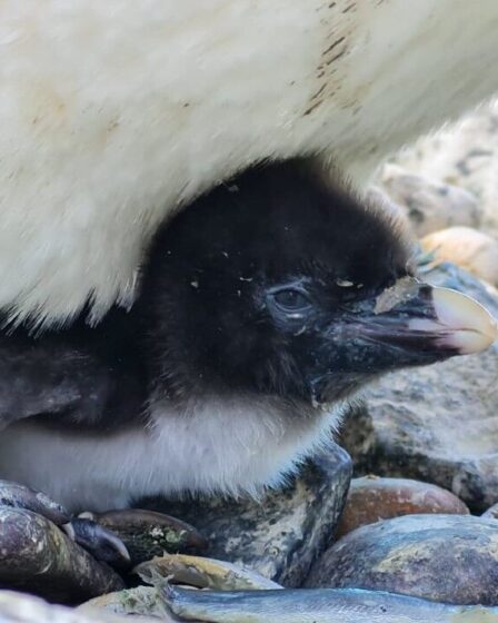 Des poussins de pingouins en voie de disparition nés dans un zoo britannique suscitent l'enthousiasme - vidéo adorable