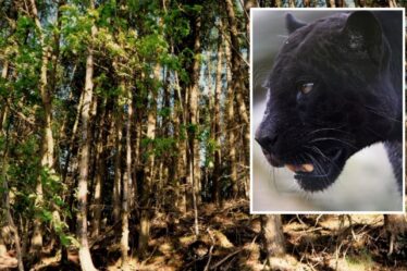 La rencontre terrifiante de papa avec un gros chat dans le bois du Royaume-Uni alors qu'il se précipitait sur son fils