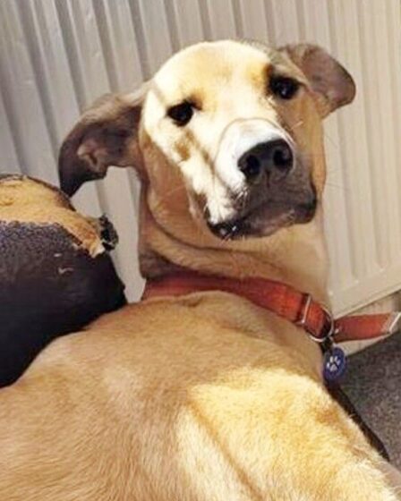 Le chien de sauvetage ne dure que deux jours dans sa nouvelle maison avant d'être renvoyé au refuge