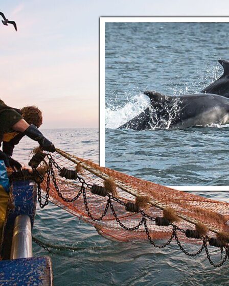 Les dauphins sont menacés d'extinction alors que la flotte de 100 000 de l'UE ravage les stocks : « Insoutenable »