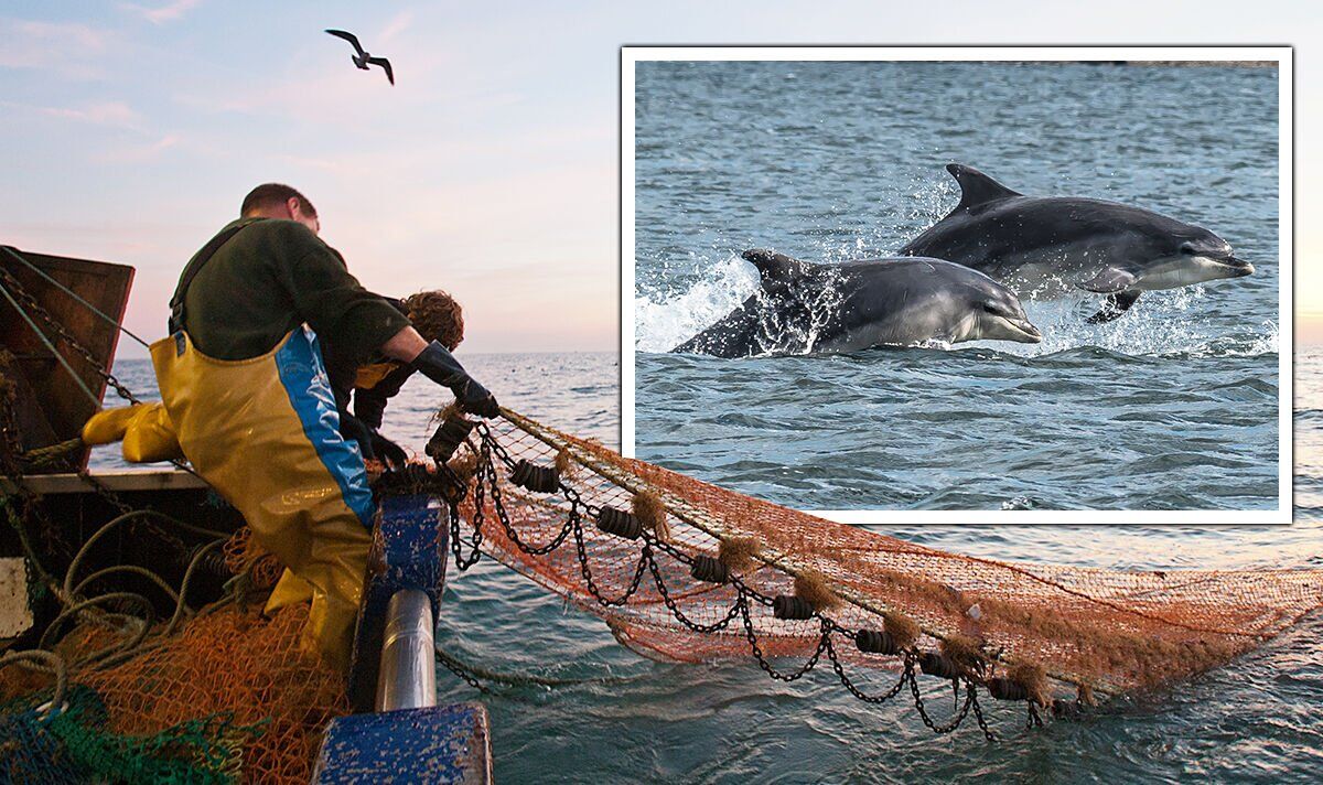 Les dauphins sont menacés d'extinction alors que la flotte de 100 000 de l'UE ravage les stocks : « Insoutenable »