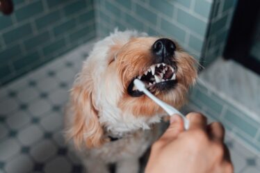 Les propriétaires de chiens sont avertis alors que le vétérinaire publie des images d'horreur des dents d'un animal de 11 ans