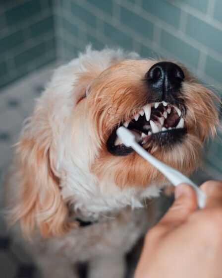 Les propriétaires de chiens sont avertis alors que le vétérinaire publie des images d'horreur des dents d'un animal de 11 ans