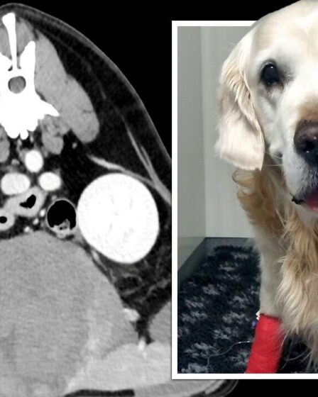 L'horreur du chien alors que la tumeur "taille du football" a été retirée après que les propriétaires aient pensé qu'il était juste "lourd"