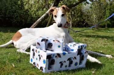Nouvelles sur les chiens: le chiot LONELIEST du Royaume-Uni attend une nouvelle maison après plus d'un an dans un chenil