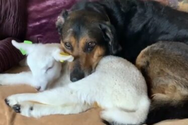 Un chien de sauvetage s'occupe d'un agneau handicapé comme si elle était l'un de ses propres chiots