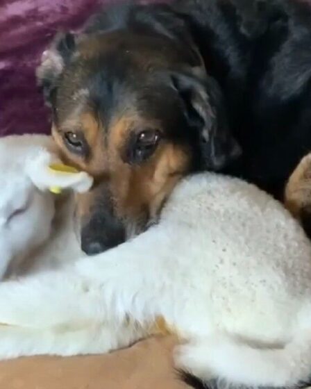 Un chien de sauvetage s'occupe d'un agneau handicapé comme si elle était l'un de ses propres chiots