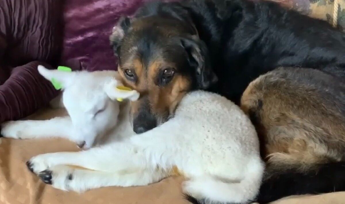 Un chien de sauvetage s'occupe d'un agneau handicapé comme si elle était l'un de ses propres chiots