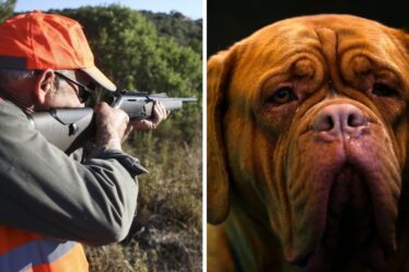 Un couple d'expatriés promet de quitter l'Espagne après que des chasseurs ont tué un chien et que la police "n'a rien fait"