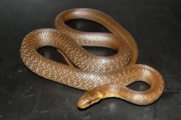 Un serpent mangeur de rats «plus gros qu'un vipère» trouvé en train de se reproduire au Royaume-Uni