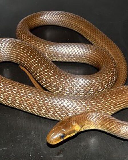 Un serpent mangeur de rats «plus gros qu'un vipère» trouvé en train de se reproduire au Royaume-Uni