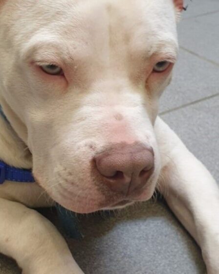 Une femme interdite de posséder des chiens après une tentative ratée de couper illégalement les oreilles d'un chiot