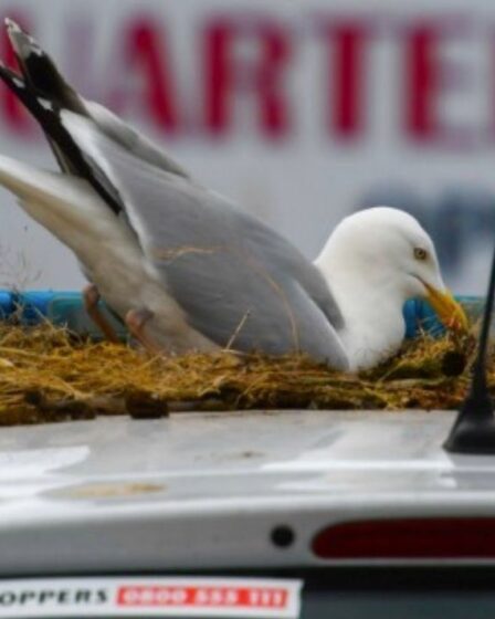 Une voiture de police mise hors service par SEAGULL alors qu'un animal protégé installe un nid sur le toit