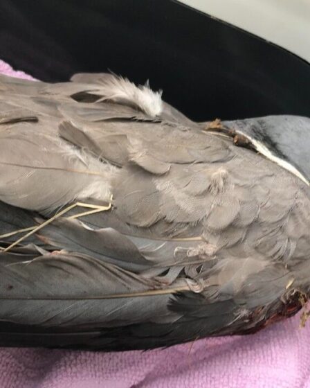Un adolescent sur un scooter électrique attrape un pigeon d'un arbre avant d'essayer d'arracher des ailes lors d'une attaque