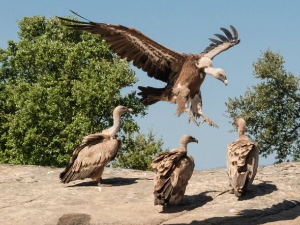 Les vautours aident l'environnement Coa