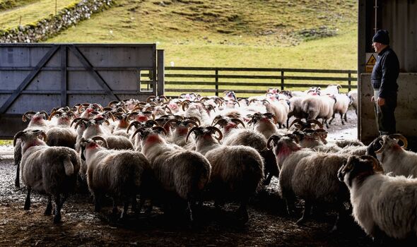 Les agriculteurs travaillent avec leurs moutons sur la ferme Bragleenmore à Scammadale Glen