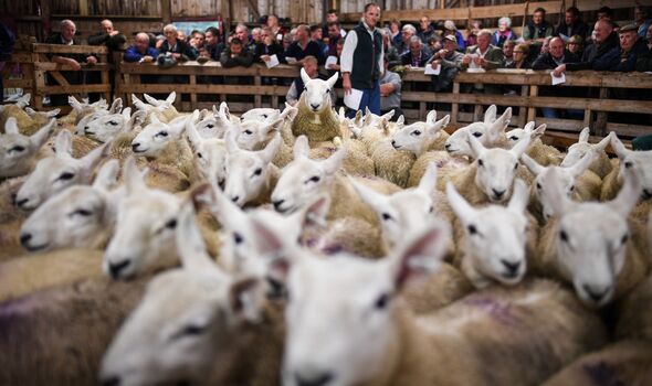 Les acheteurs potentiels regardent les éleveurs de moutons se rassembler à la vente aux enchères de Lairg pour la grande vente d'agneaux