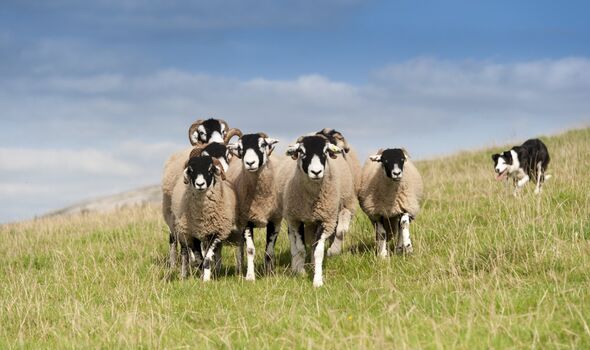 Chien de berger border collie travaillant un troupeau de moutons swaledale dans un pâturage de montagne, Cumbria