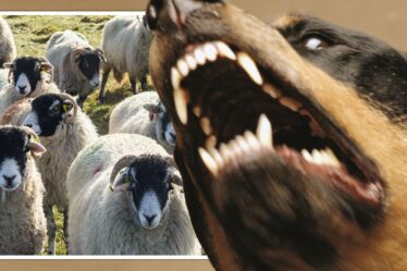 Un expert en moutons craignant les massacres d'animaux de ferme exige une amende de 40 000 £ pour les propriétaires de chiens à problèmes