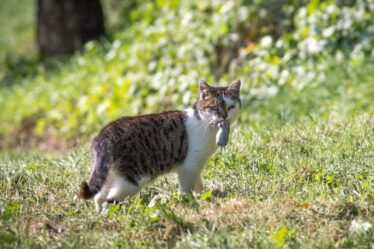 Avertissement urgent pour les chats alors que les propriétaires ont dit que les cloches ne fonctionnaient pas et que les animaux de compagnie étaient porteurs d'une "maladie mortelle"