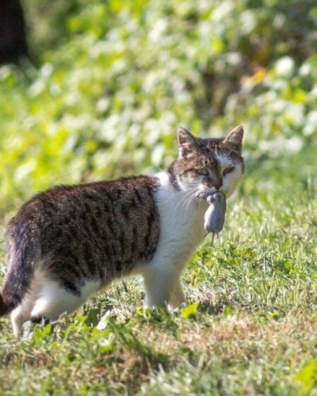 Avertissement urgent pour les chats alors que les propriétaires ont dit que les cloches ne fonctionnaient pas et que les animaux de compagnie étaient porteurs d'une "maladie mortelle"
