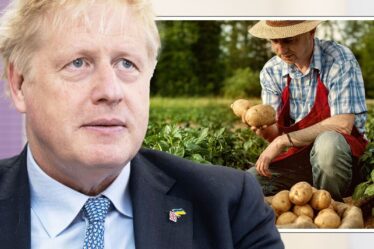 Brexit LIVE: `` Pas de solution rapide '' Cauchemar de la bureaucratie alors que la pénurie irlandaise de `` patates farineuses '' se profile
