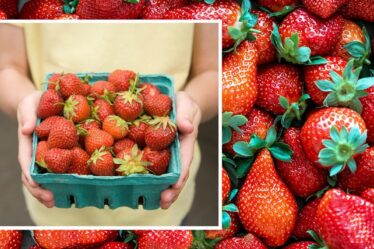 'Ça marche vraiment!'  Gardez les fraises fraîches pendant 10 jours avec un simple hack de stockage des aliments