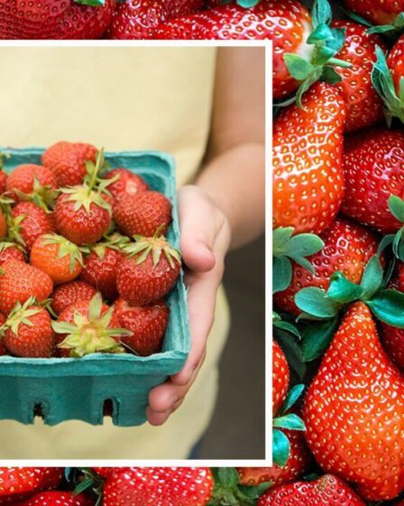 'Ça marche vraiment!'  Gardez les fraises fraîches pendant 10 jours avec un simple hack de stockage des aliments