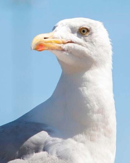 Dégoûté alors qu'un homme frappe à mort une mouette pour avoir volé sa puce