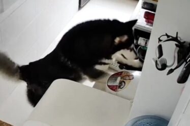 Incroyable animal de compagnie husky apprend à cuisiner des repas pour le propriétaire - et il peut même aider à se laver