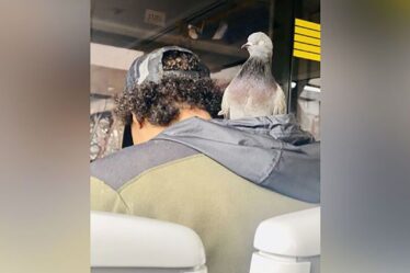 «Je pense que c'était un apprivoisé» Un banlieusard repéré transportant un pigeon dans le capot du tram