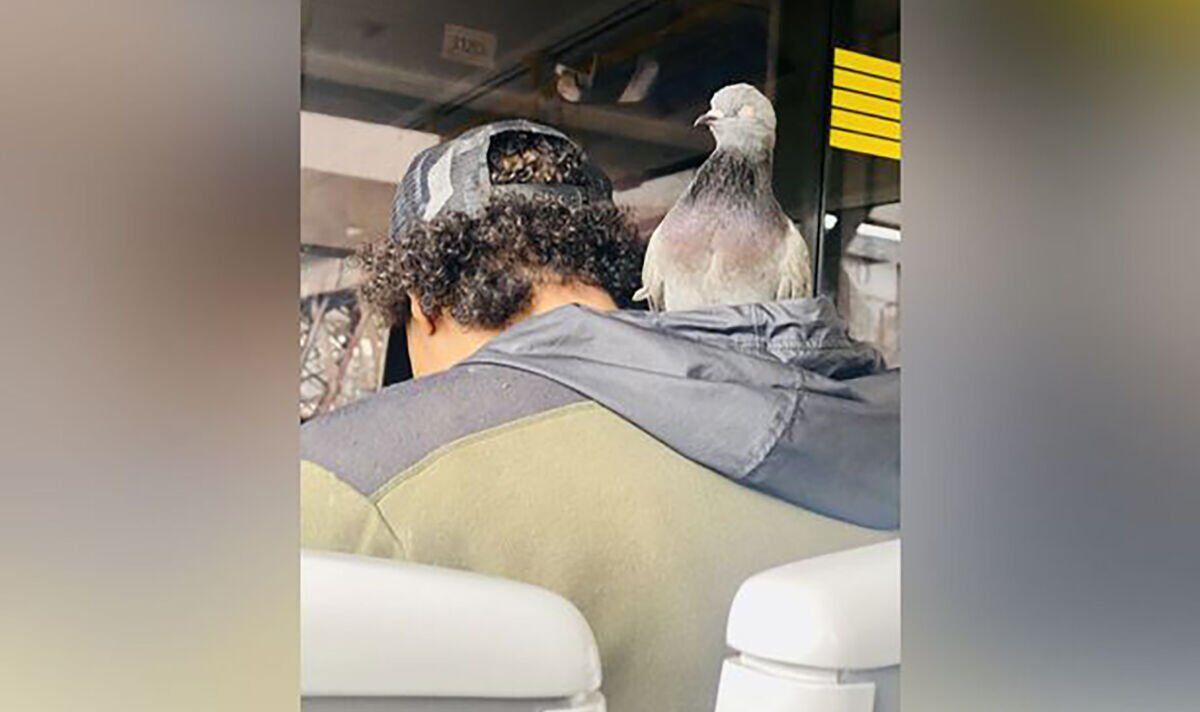 «Je pense que c'était un apprivoisé» Un banlieusard repéré transportant un pigeon dans le capot du tram