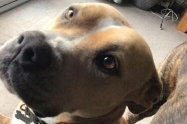 Le chien maltraité sauvé par les propriétaires est RETOURNÉ au refuge de la RSPCA après quatre ans